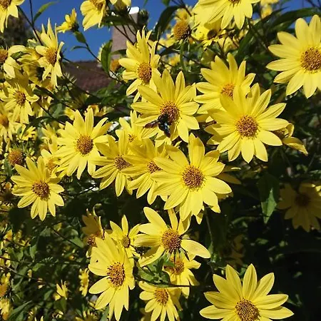 アパート Am Neckarsteig Mit Anbindung An Heidelberg