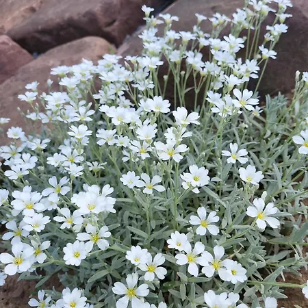 Am Neckarsteig Mit Anbindung An Heidelberg * ネッカーシュタイナハ