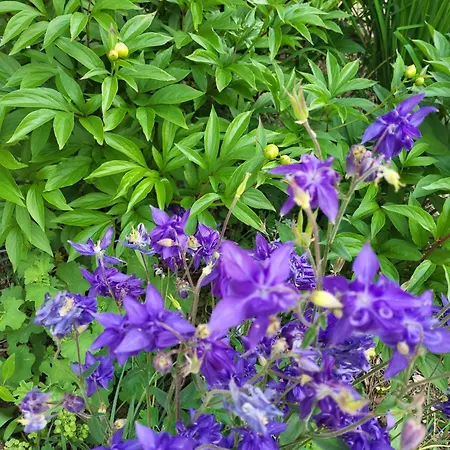 Am Neckarsteig Mit Anbindung An Heidelberg דירה