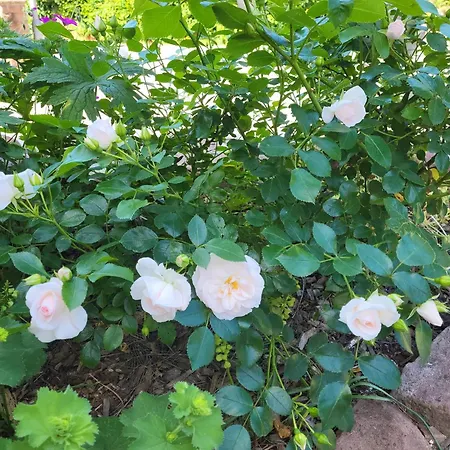 דירה Am Neckarsteig Mit Anbindung An Heidelberg נקארשטיינאך